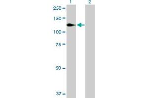 Western Blot analysis of NFKB1 expression in transfected 293T cell line by NFKB1 MaxPab polyclonal antibody. (NFKB1 antibody  (AA 1-969))