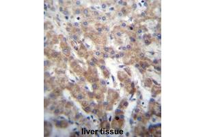 FGFRL1 Antibody (N-term) immunohistochemistry analysis in formalin fixed and paraffin embedded human liver tissue followed by peroxidase conjugation of the secondary antibody and DAB staining. (FGFRL1 antibody  (N-Term))