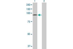 Western Blot analysis of VPS16 expression in transfected 293T cell line by VPS16 MaxPab polyclonal antibody. (VPS16 antibody  (AA 1-839))