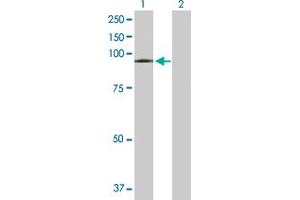Western Blot analysis of VPS16 expression in transfected 293T cell line by VPS16 MaxPab polyclonal antibody. (VPS16 antibody  (AA 1-839))