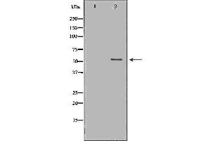 Western blot analysis of extracts of mouse thymus , using CD4 antibody. (CD4 antibody  (C-Term))