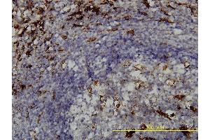 Immunoperoxidase of monoclonal antibody to PSAP on formalin-fixed paraffin-embedded human spleen tissue. (Prosaposin antibody  (AA 18-524))