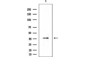 Western blot analysis of lysates from HUVEC cells, using PDLIM1 Mouse Monoclonal Antibody at 1/1000 dilution.