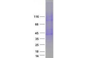 Validation with Western Blot (SLC10A1 Protein (Myc-DYKDDDDK Tag))