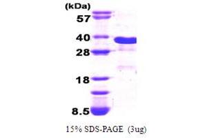 SDS-PAGE (SDS) image for DNA-Damage-Inducible Transcript 3 (DDIT3) (AA 1-169) protein (His tag) (ABIN667718)