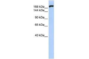 WB Suggested Anti-MYH10 Antibody Titration:  0.