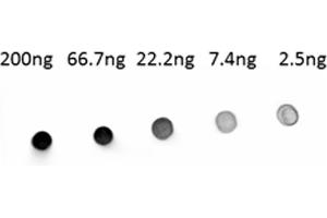 Dot Blot of Alkaline Phosphatase conjugated Goat anti-Human IgG antibody. (Goat anti-Human IgG (Heavy & Light Chain) Antibody (Alkaline Phosphatase (AP)))