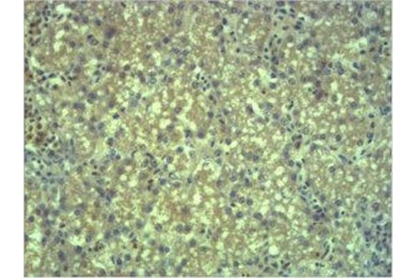 EPG5 antibody