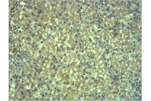 Immunohistochemical analysis of paraffin-embedded Mouse Liver Tissue using EPG5 Polyclonal Antibody.