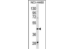 Western blot analysis in NCI-H460 cell line lysates (35ug/lane). (WNT9A antibody  (AA 216-244))