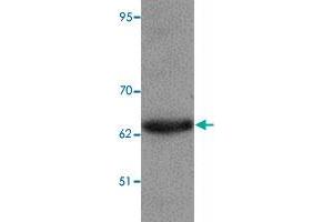 Western blot analysis of KPNA6 in 293 cell lysate with KPNA6 polyclonal antibody  at 1 ug/mL.