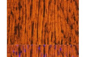 Immunofluorescence analysis of Rat heart using MYH6 Polyclonal Antibody at dilution of 1:100. (MYH6 antibody)