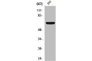 Western Blot analysis of 293 cells using Kv1.