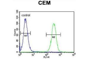 INHBA Antibody (N-term) flow cytometric analysis of CEM cells (right histogram) compared to a negative control cell (left histogram). (INHBA antibody  (N-Term))