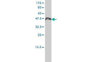 CCNK monoclonal antibody (M01), clone 3B7-1B9. (Cyclin K antibody  (AA 1-354))