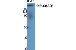 Western Blot (WB) analysis of specific cells using Separase Polyclonal Antibody. (Separase antibody  (Tyr489))
