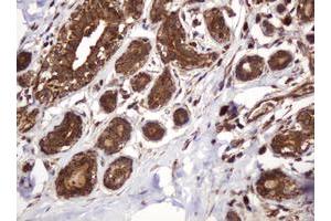 Image no. 12 for anti-B and T Lymphocyte Associated (BTLA) antibody (ABIN1496983)