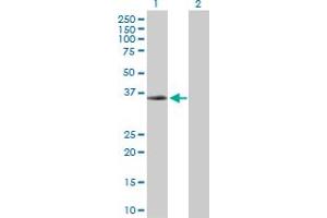 Western Blot analysis of PXN expression in transfected 293T cell line by PXN MaxPab polyclonal antibody. (Paxillin antibody  (AA 1-262))