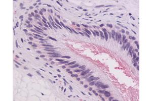 Anti-GPR64 antibody IHC of human epididymis. (Adhesion G-Protein Coupled Receptor G2 (ADGRG2) (C-Term) antibody)
