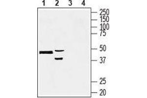 Western blot analysis of human liver carcinoma HepG2 (lanes 1 and 3) and rat pheochromocytoma PC12 (lanes 2 and 4) cell lysates:1, 2. (Presenilin 2 (Alzheimer Disease 4) (PSEN2) Peptide)