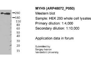 Image no. 1 for anti-Myosin 9 (MYH9) (Middle Region) antibody (ABIN2783216) (Myosin 9 antibody  (Middle Region))