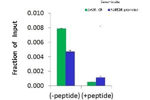 Chromatin Immunoprecipitation (ChIP) Using SMARCA5 Antibody - N-terminal region (ARP30031_P050) and HCT116 Cells (SMARCA5 antibody  (N-Term))