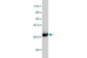 Western Blot detection against Immunogen (32. (L3MBTL2 antibody  (AA 642-705))