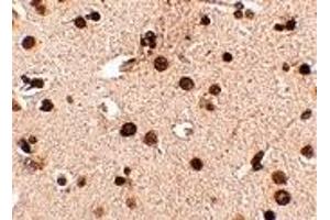 Immunohistochemistry (IHC) image for anti-Regulating Synaptic Membrane Exocytosis 3 (RIMS3) (N-Term) antibody (ABIN1031542) (RIMS3 antibody  (N-Term))