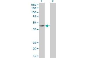 Western Blot analysis of FAM50A expression in transfected 293T cell line by FAM50A MaxPab polyclonal antibody.