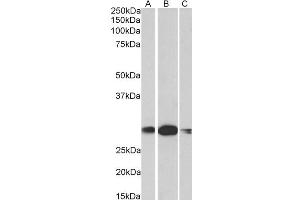 Western Blotting (WB) image for anti-Homeobox A5 (HOXA5) (AA 83-92) antibody (ABIN5867852) (HOXA5 antibody  (AA 83-92))