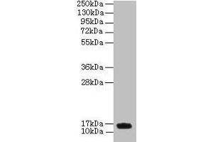 Western blot All lanes: PNRC2 antibody at 4 μg/mL + U251 whole cell lysate Secondary Goat polyclonal to rabbit IgG at 1/10000 dilution Predicted band size: 16, 14 kDa Observed band size: 16 kDa