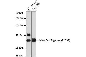 Western blot analysis of extracts of various cell lines, using Mast Cell Tryptase (TPSB2) (TPSB2) Rabbit mAb (ABIN7271017) at 1:1000 dilution. (TPSB2 antibody)