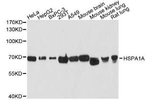 Western blot analysis of extracts of various cell lines, using HSPA1A antibody. (HSP70 1A antibody  (AA 500-600))