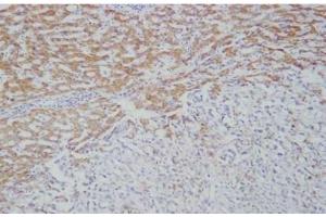 IHC: Immunohistochemical analysis of Ficolin-2 in frozen human liver tissue using mAb GN5 (Ficolin 2 antibody)