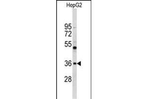 Western blot analysis of ELOVL2 Antibody (N-term) (ABIN653138 and ABIN2842714) in HepG2 cell line lysates (35 μg/lane).