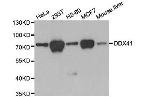 Western blot analysis of extracts of various cell lines, using DDX41 antibody. (DDX41 antibody)