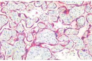 Immunohistochemistry staining of human placenta (paraffin-embedded sections) with anti-BCL2 (Bcl-2/100), 10 μg/mL.