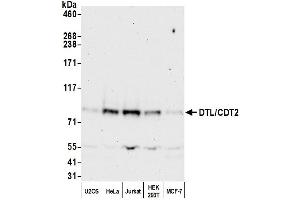 Western Blotting (WB) image for anti-Denticleless E3 Ubiquitin Protein Ligase Homolog (DTL) (C-Term) antibody (ABIN7454696)