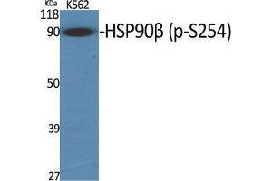 Western Blot (WB) analysis of specific cells using Phospho-HSP90beta (S254) Polyclonal Antibody. (HSP90AB1 antibody  (pSer254))