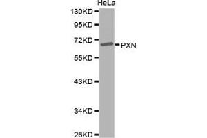Western Blotting (WB) image for anti-Paxillin (PXN) antibody (ABIN1874482)