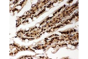 IHC-P testing of rat intestine tissue (Lamin A/C antibody  (AA 481-646))