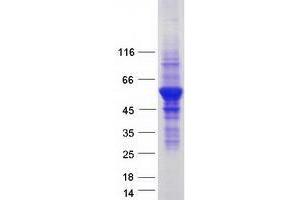 Validation with Western Blot (VPS4A Protein (Myc-DYKDDDDK Tag))