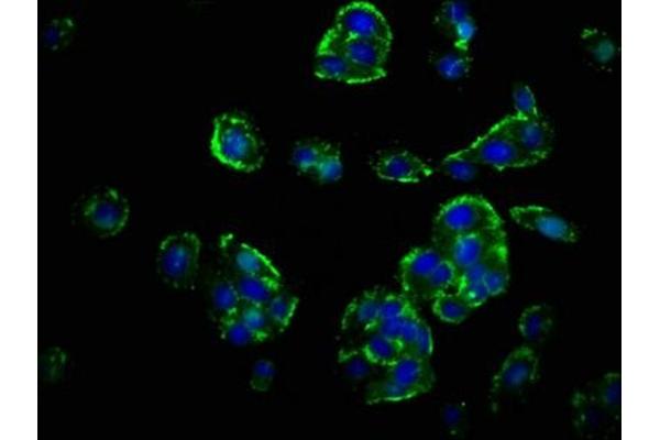 GHRHR antibody  (AA 23-127)