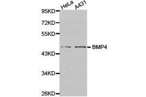 Western Blotting (WB) image for anti-Bone Morphogenetic Protein 4 (BMP4) antibody (ABIN1871316) (BMP4 antibody)