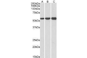 ABIN5539671 (1µg/ml) staining of HeLa (A), HepG2 (B) and K562 (C) lysates (35µg protein in RIPA buffer). (HMGCS1 antibody  (AA 321-332))