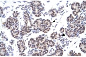 Human Pancreas (XRCC5 antibody  (C-Term))