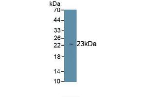 Detection of Recombinant PRDX1, Rat using Polyclonal Antibody to Peroxiredoxin 1 (PRDX1) (Peroxiredoxin 1 antibody)