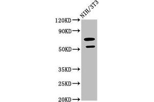 Western Blot Positive WB detected in: NIH/3T3 whole cell lysate All lanes: GDF5 antibody at 2. (GDF5 antibody  (AA 202-501))
