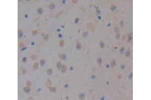 CELSR3 Antikörper  (AA 942-1175)