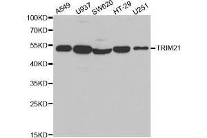 Western blot analysis of extracts of various cell lines, using TRIM21 antibody. (TRIM21 antibody  (AA 80-330))